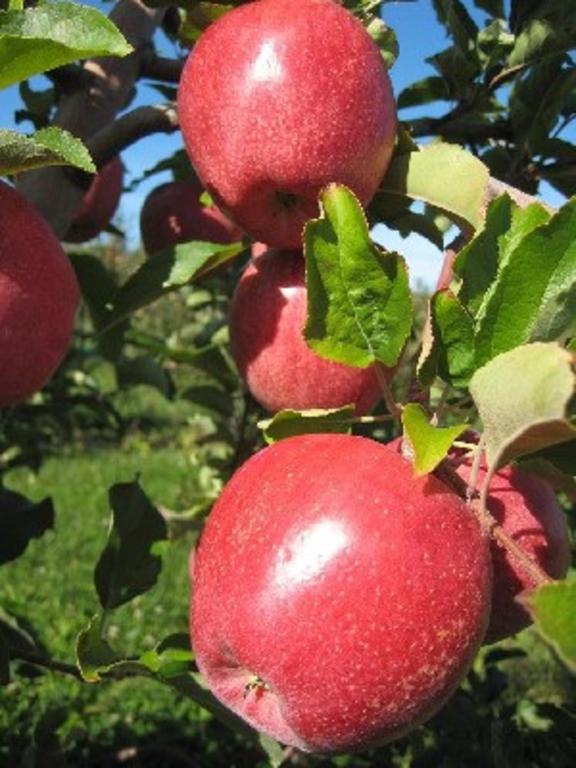 LinnThriftway : APPLES RED EASTERN BAGGED