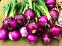Red_onions