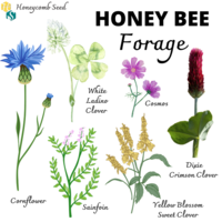Honeycomb_seed_-_honey_bee_forage_-_square_12-6-2023--02-22-2024