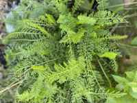 Yarrow_leaves