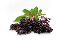 Elderberry__69009