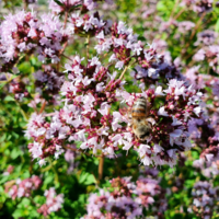 Windswept_flower_farm-3