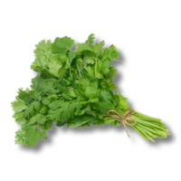 Cilantro