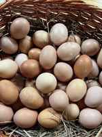 Eggs