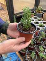 Rosemary_plant_2025