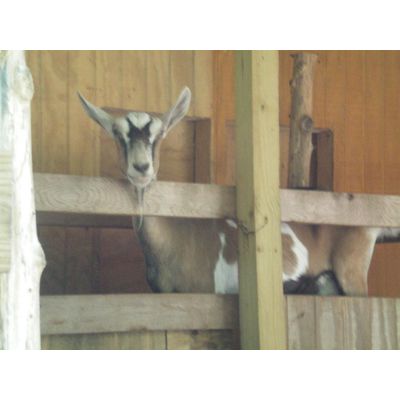 Tammy Sue's Critters