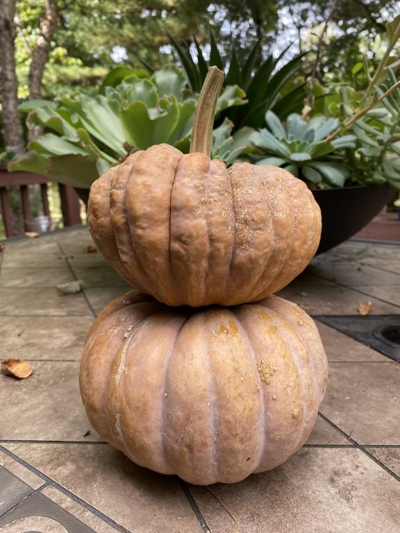 Black Futsu Squash - two fruits