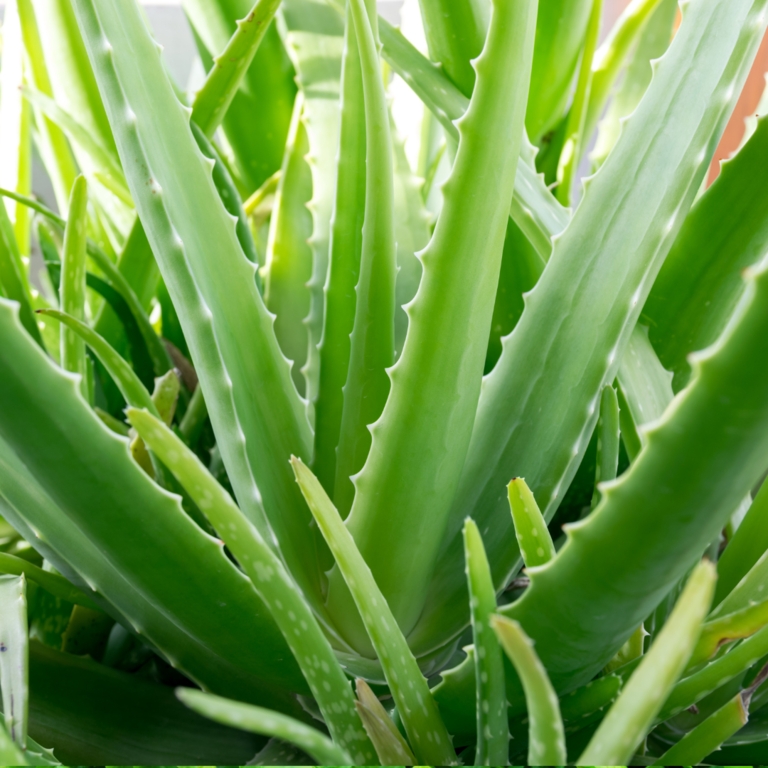 Aloe Vera