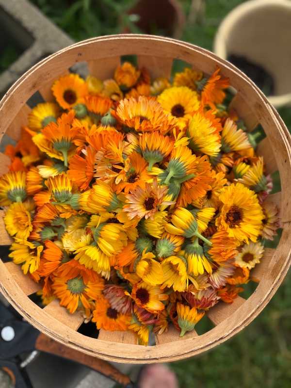 Calendula Flowers