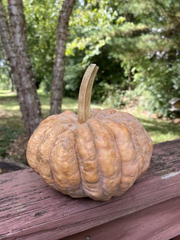 Black Futsu Squash - single fruit