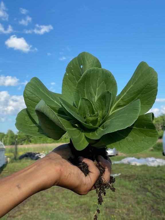 Baby Shanghai Bok Choy - 2 heads