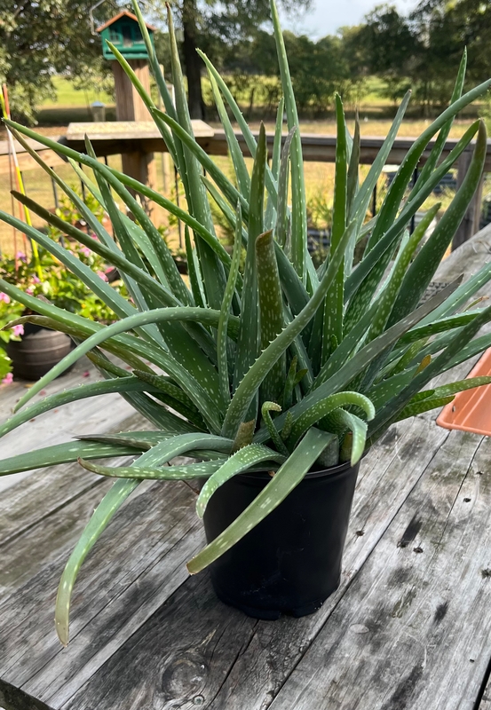 Aloe