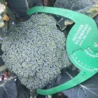 Broccoli, Green Magic