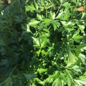 Herb, Italian Parsley