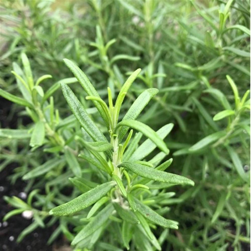 Herb, Rosemary